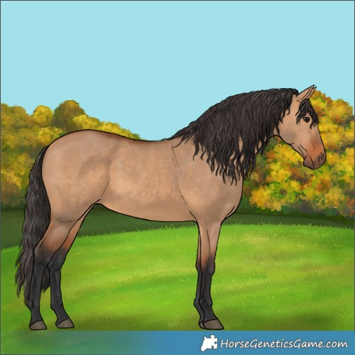 Horse Color:Bay Dun