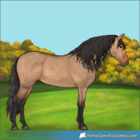 Horse Color:Bay Dun
