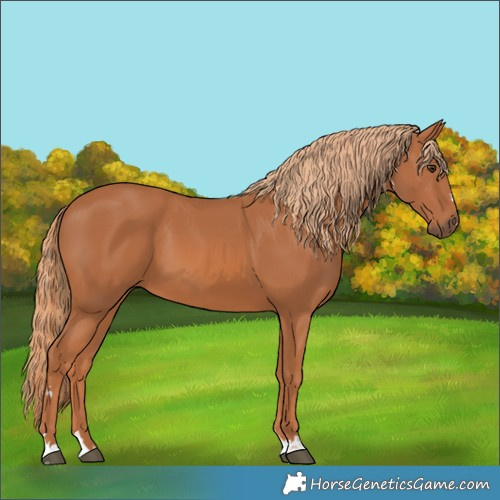 Horse Color:Chestnut 