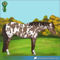 Horse Color:Liver Red Dun Near Leopard Brindle 