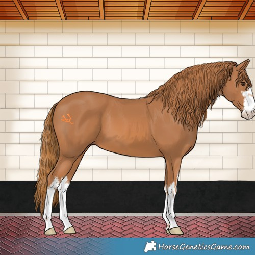 Horse Color:White Spotted Chestnut