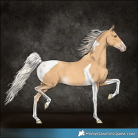 Horse Color:Gold Cream Champagne Tobiano 