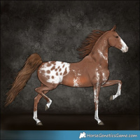 Horse Color:Chestnut Sabino Appaloosa 