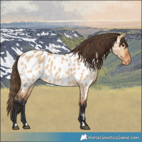 Horse Color:Bay Dun Appaloosa 