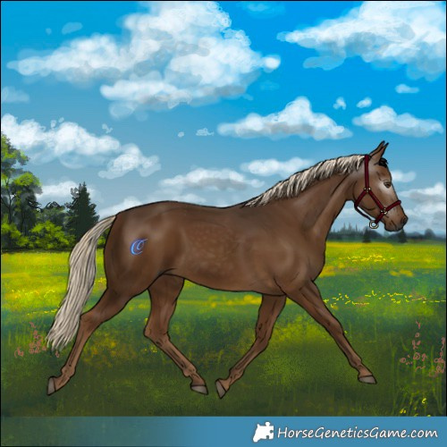 Horse Color:Gray Chocolate Palomino 