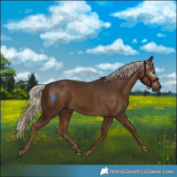 Horse Color:Gray Chocolate Palomino 