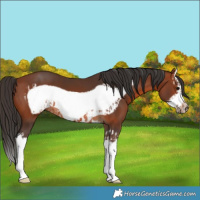Horse Color:Bay Splash Frame  and Bay Splash Frame 