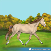 Horse Color:Red Dun Splash 