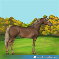 Horse Color:Gray Chocolate Palomino 