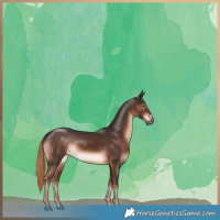 Horse Color:Liver Chestnut Rabicano 