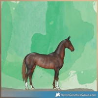 Horse Color:Liver Chestnut Rabicano 