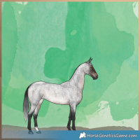 Horse Color:Brown Roan Rabicano 