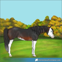 Horse Color:Brown Splash 