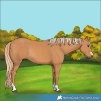 Horse Color:Chestnut Rabicano