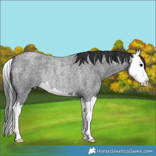 Horse Color:Blue Roan Splash Rabicano 