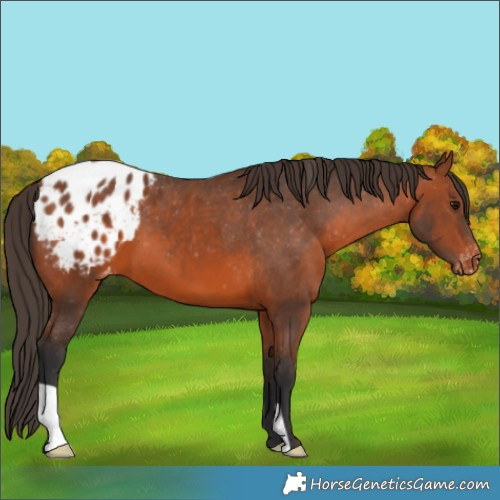 Horse Color:Bay Appaloosa