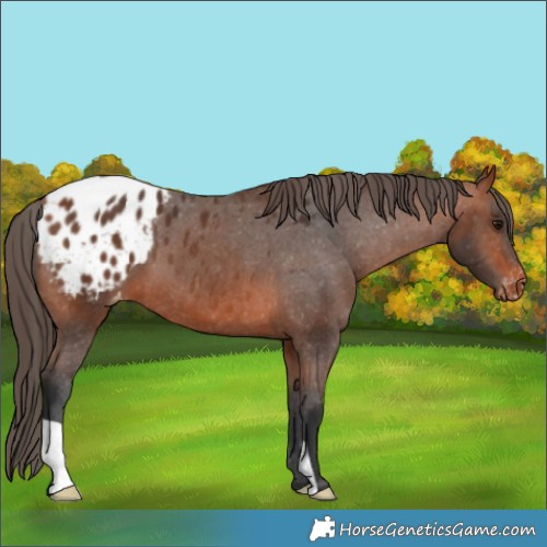 Horse Color:Bay Appaloosa 