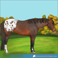 Horse Color:Bay Blanket 