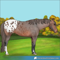 Horse Color:Bay Appaloosa