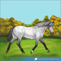 Horse Color:Gray Brown Roan Appaloosa Rabicano 