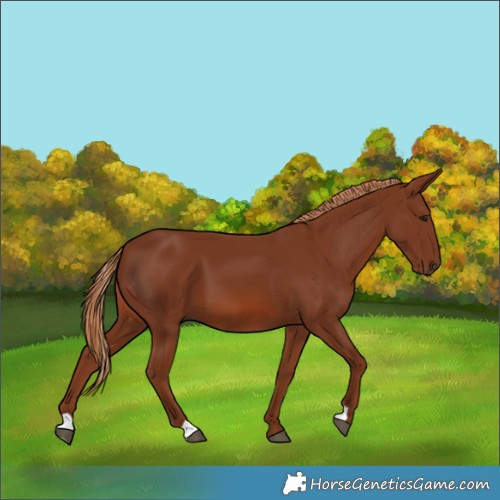 Horse Color:Chestnut 