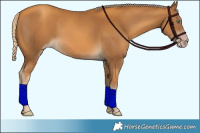 Horse Color:Gray Gold Cream Champagne 
