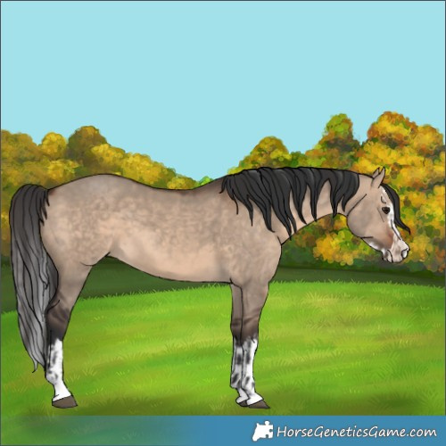 Horse Color:Brown Dun and Brown Dun Splash