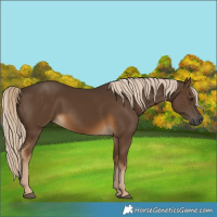 Horse Color:Gray Chocolate Palomino 