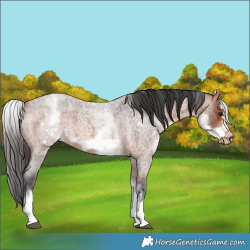Horse Color:White Spotted Bay Roan Frame 