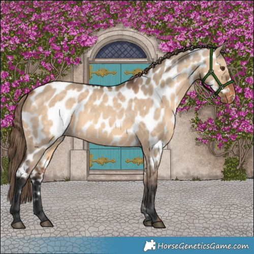 Horse Color:Bay Dun Near Leopard
