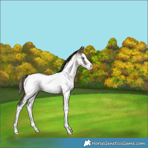 Horse Color:Brown Roan Dun Splash Near Fewspot 