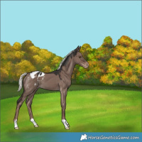 Horse Color:Liver Red Dun Mushroom Appaloosa 