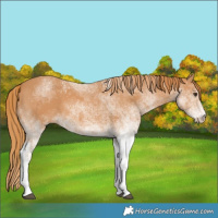 Horse Color:White Spotted Chestnut 