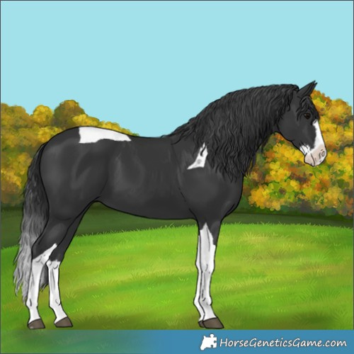 Horse Color:Black Splash Tobiano 