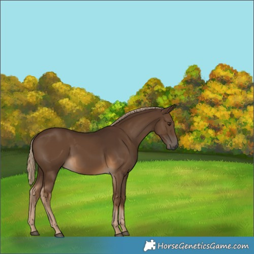 Horse Color:Gray Chocolate Palomino 