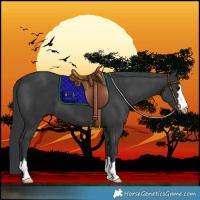 Horse Color:Black 