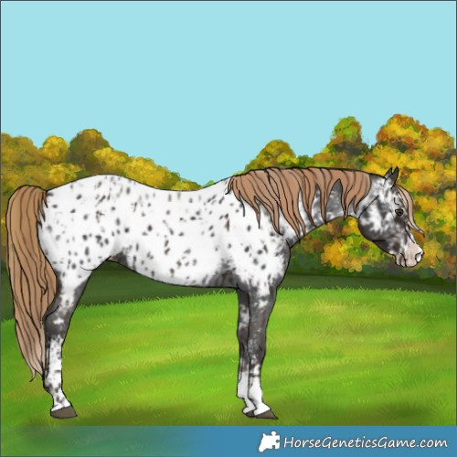 Horse Color:Liver Chestnut Sabino Splash Near Leopard  and Gray Liver Chestnut Sabino Splash Near Leopard 