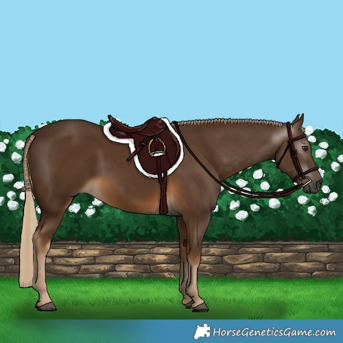 Horse Color:Gray Chocolate Palomino 