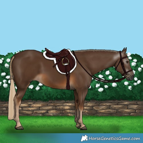 Horse Color:Gray Chocolate Palomino 