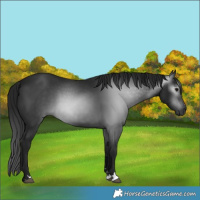 Horse Color:Gray Black 
