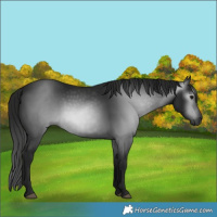 Horse Color:Gray Black 