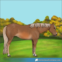 Horse Color:Chocolate Palomino 