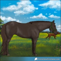 Horse Color:Liver Chestnut 