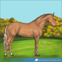 Horse Color:Chestnut 
