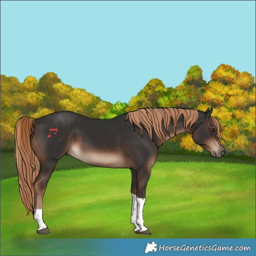 Horse Color:Liver Chestnut Tobiano Rabicano 