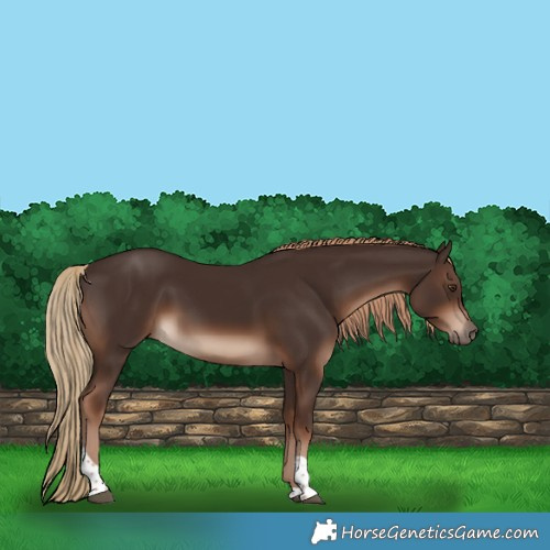 Horse Color:Liver Chestnut Tobiano Rabicano 