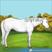 Horse Color:Gray Silver Black Rabicano 