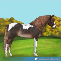 Horse Color:Liver Chestnut Tobiano Rabicano 