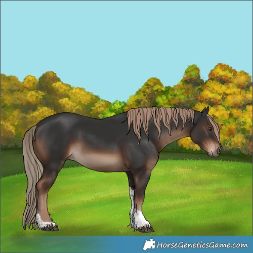 Horse Color:Liver Chestnut Tobiano Rabicano 