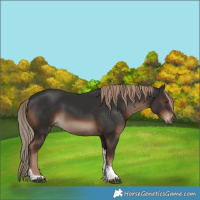 Horse Color:Liver Chestnut Tobiano Rabicano 